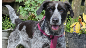 'We are a little worried today'  - Tipperary animal rescue calls out for help