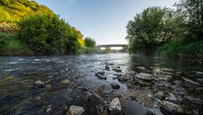 Make nature your playground this summer in the Faughan Valley Woodlands