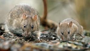 'Horrendous' rat infestation reported in Portarlington due to illegal dumping
