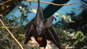Bats and people to cross-paths in Co Kilkenny 