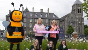 'Louth in Bloom 2024' competition launched