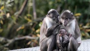 Good news for Dads - They are free at Dublin Zoo this Sunday! 
