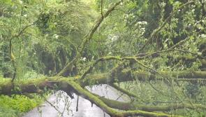 Alert: Fallen tree blocking road near Donegal Town 