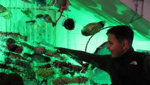 PHOTOS: St Joseph's N.S. in Dundalk unveil their art installation