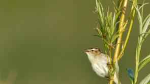 Nature is thriving in new wetlands in Offaly town arrival of rare species confirms