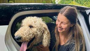 PICTURES: Check out these cute Kildare rescue dogs who have been re-homed