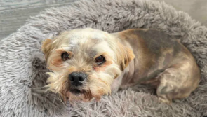 Kind-hearted Inishowen couple open fundraiser for homeless dog  found in poor health