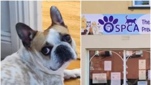 Can you help Stella? Offaly SPCA makes urgent appeal to rehome 'loveable' French bulldog
