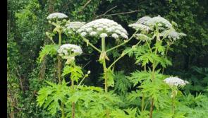 Drone survey is determining extent of invasive plant along some Tipperary waterways