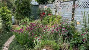Dundalk couple are once again opening their beautiful garden to the public for charity