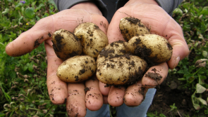 Organic veggie farm seeks permission to expand in Offaly