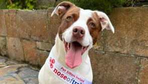 Meet Dumpling - this year's Donegal entrant at the Nose of Tralee