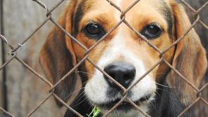 Council refuse retention permission for Manor dog kennels