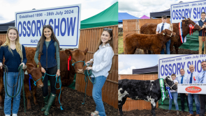 PICTURES: Sun  shines for the Ossory Show 
