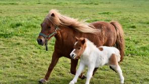 Tipperary woman selected to take part in European pony competition