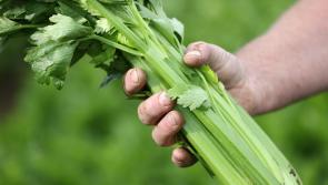 Carlow organic food producers urged to enter National Organic Awards