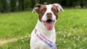 The Nose of Tralee public vote is open so vote here for Donegal's Dumpling 