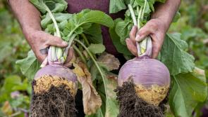 Calling Kilkenny organic food and drink producers