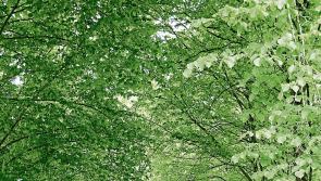 Public walk developed in Longford's Mosstown Forest
