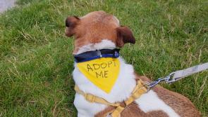 Puppies as Christmas presents 'encourages cruel breeding' says Laois SPCA Chair