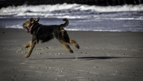 Louth dog owners warned to keep pets off Blue Flag beaches during certain hours