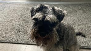 Laois Gardaí issue appeal over much loved pet dog