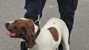 Alfie helps Donegal gardaí catch 10 people in possession of drugs over weekend