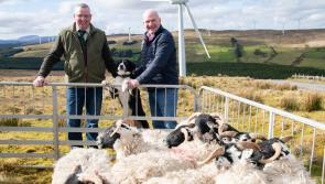 Clonmany to host the Irish National Sheep Dog Trials