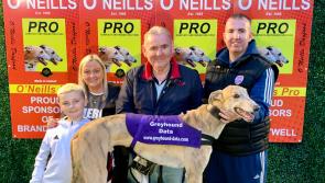 Derry Greyhounds: Blue Jig Molly catches attention in M1 Petfoods Semi-Finals 