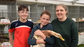 BEST OF 2024: Excitement of the Iverk Show in Kilkenny 