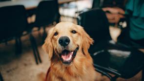 Two Donegal hotels make top six most popular dog-friendly spots in Ireland