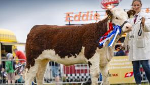 Leitrim Hereford herd wins two supreme national titles