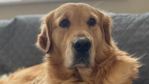 GoFundMe set up for Carlow Golden Retriever, Archie, in need of hip surgery