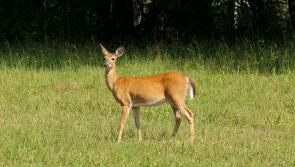 Groups to cull deer population in Leitrim will be in place by end of year - IFA