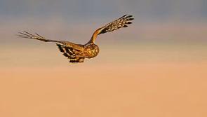 Kilkenny's Minister for State Minister Noonan launches Hen Harrier Threat Response Plan