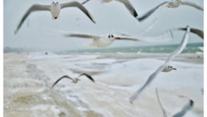  Waterford public warned of 'aggressive behaviour and infection' from certain birds this Autumn 