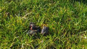 Donegal Rugby Club issue warning after youth matches delayed due to dog poo 
