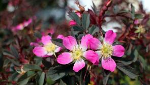 Tipperary flower club to host meet-up with special guest speaker
