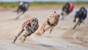 Tipperary Trained Stonepark Hoffa claims €10,000 Paddy Merriman memorial final