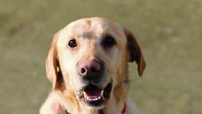 Calls made for the restoration of dog pound in this area of Tipperary