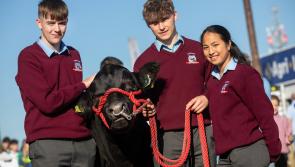 Offaly secondary school students presented with Certified Irish Angus calves at Ploughing