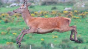 Kilkenny 'wild deer hotspot' gets deer management unit 
