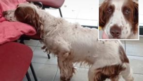 Dundalk Dog Rescue issues recovery update on 'precious boy' Murphy after suffering abuse