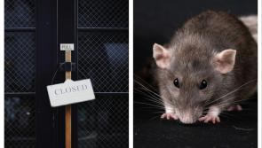 BREAKING: Two Tipperary food businesses shut down over 'rodent infestation in kitchen'