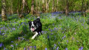Open meeting in Donegal for anyone interested in developing native woodland