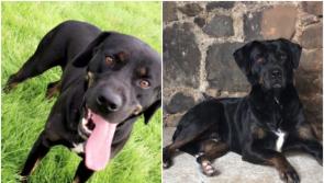 Have you seen Morris? Beloved family dog missing in Tullamore since Saturday