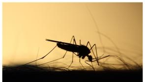 Dramatic increase in Ballykelly bug bites causing concern for locals 