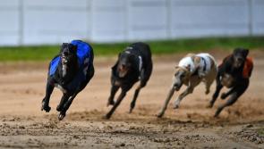 Gone to the dogs: Offaly greyhounds in hunt for derby glory