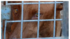 Foyle MLA says all-island register is the only way to protect animals