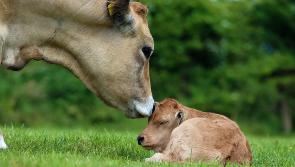 Fifty pre-selected lots for Aubrac sale in Offaly mart this Saturday